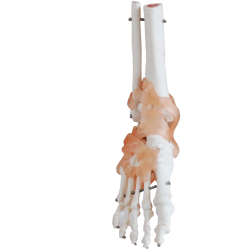 Skeletal foot with ligaments, anatomical, 20 cm height