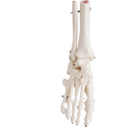 Skeletal foot, foot joint, 20 cm height, on pedestal